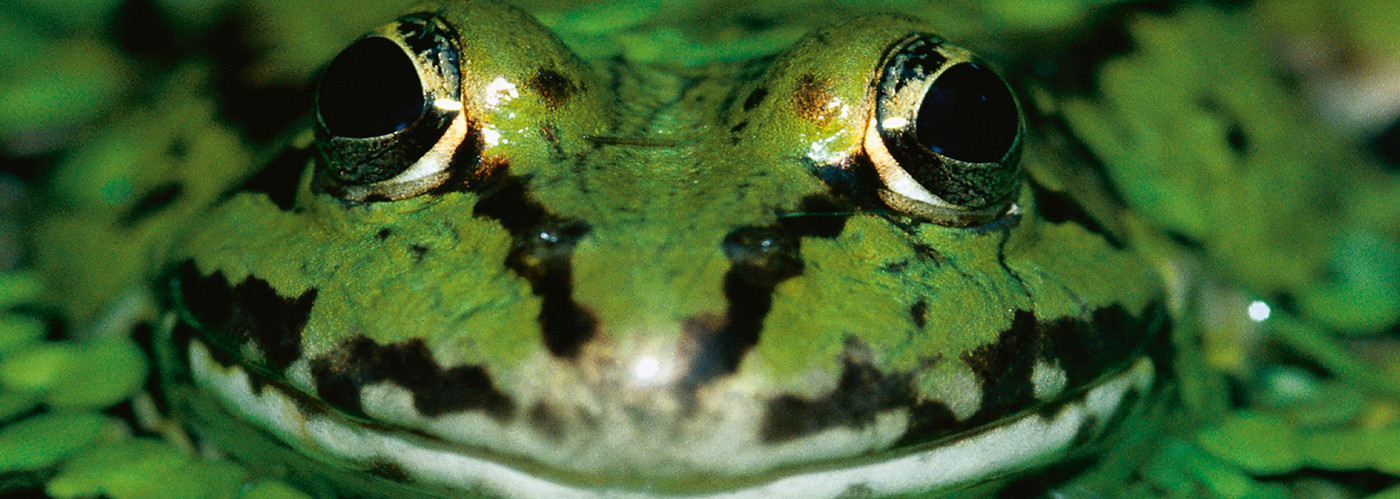 ACO PRO, Amphibien, Frosch im Teich