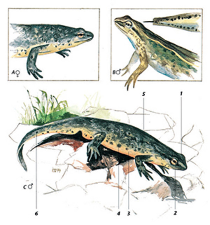 fadenmolch-triturus-helveticus, ACO PRO