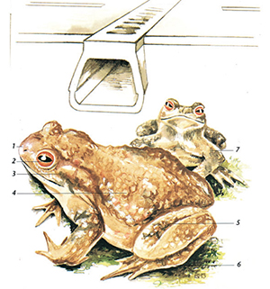 erdkroete-bufo-bufo, ACO PRO